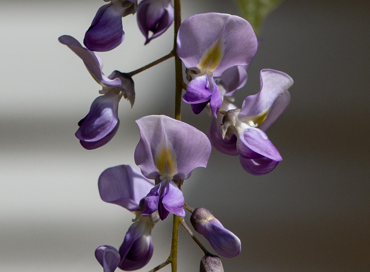 Blüten